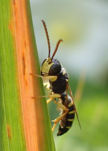 Réf. 266 883 : Cerceris ruficornis